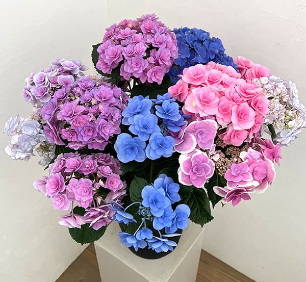 アジサイ：さかもと園芸さんの紫陽花ミックス咲き8号鉢植え