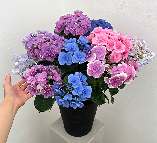 アジサイ：さかもと園芸さんの紫陽花ミックス咲き8号鉢植え