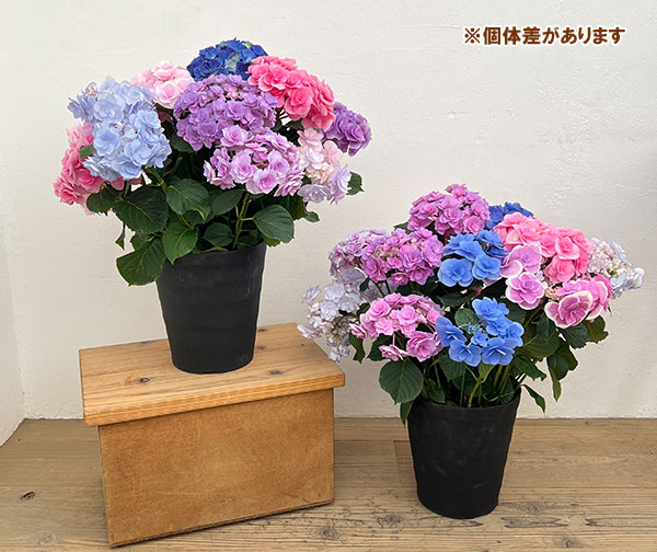 アジサイ：さかもと園芸さんの紫陽花ミックス咲き8号鉢植え