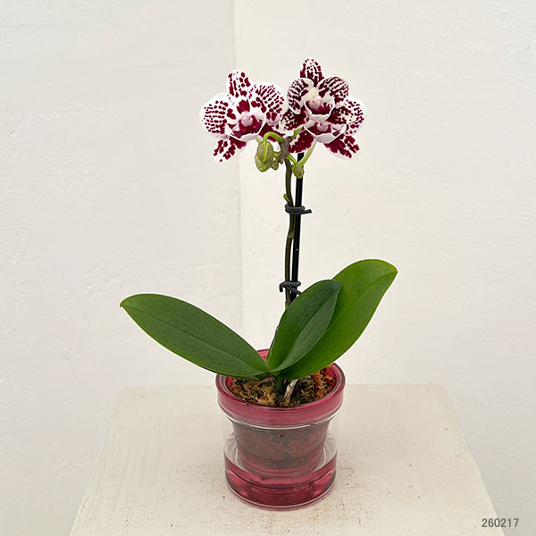 ミディコチョウラン：チャップリン2.5号 アクアポット