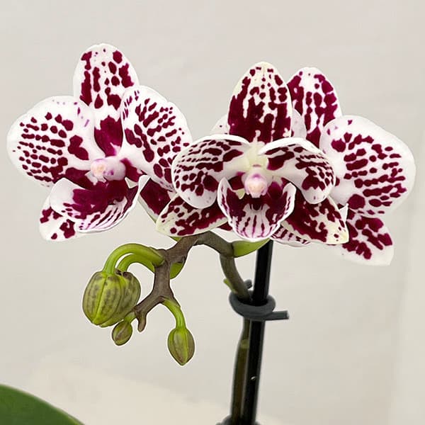 ミディコチョウラン：チャップリン2.5号 アクアポット