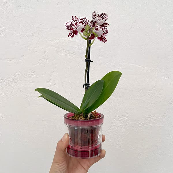 ミディコチョウラン：チャップリン2.5号 アクアポット