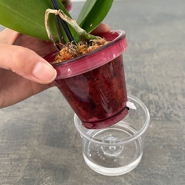 ミディコチョウラン：チャップリン2.5号 アクアポット