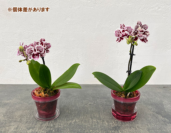 ミディコチョウラン：チャップリン2.5号 アクアポット