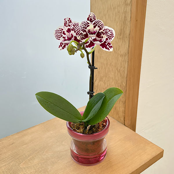 ミディコチョウラン：チャップリン2.5号 アクアポット