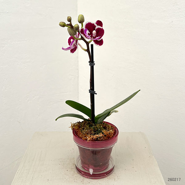 ミディコチョウラン：ブラックピンク2.5号 アクアポット