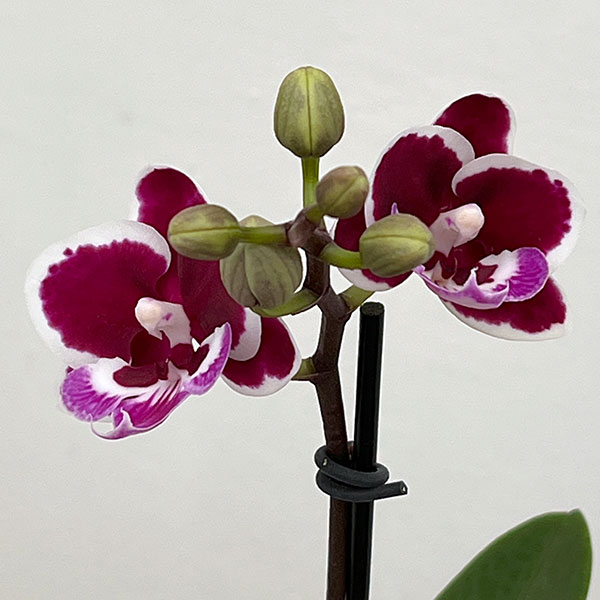 ミディコチョウラン：ブラックピンク2.5号 アクアポット