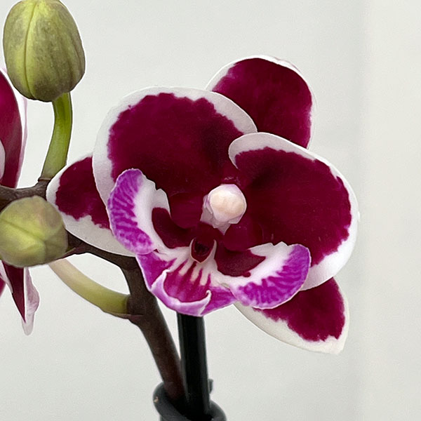 ミディコチョウラン：ブラックピンク2.5号 アクアポット