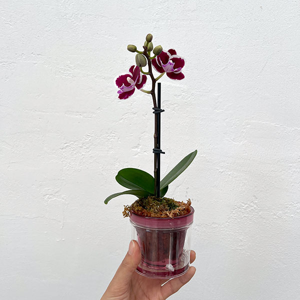 ミディコチョウラン：ブラックピンク2.5号 アクアポット