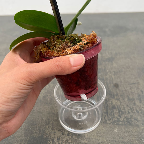 ミディコチョウラン：ブラックピンク2.5号 アクアポット