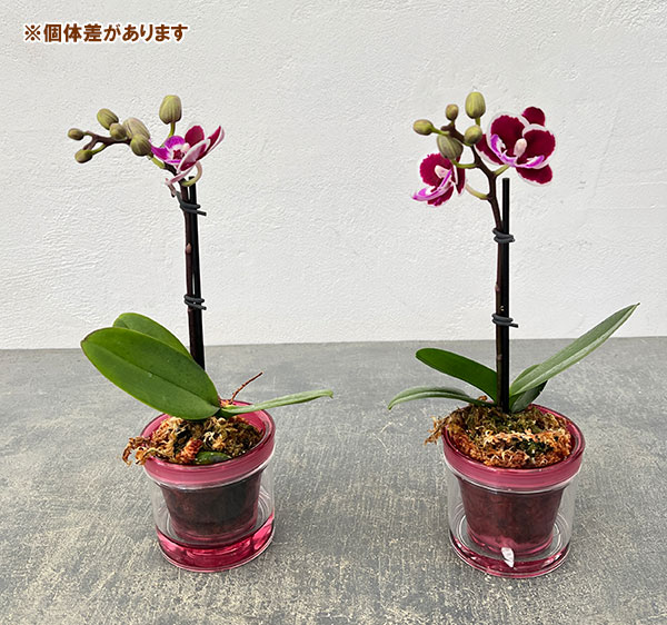 ミディコチョウラン：ブラックピンク2.5号 アクアポット