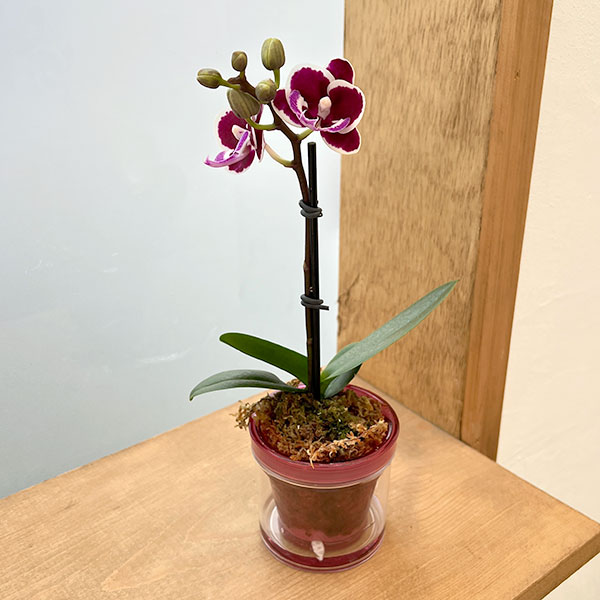 ミディコチョウラン：ブラックピンク2.5号 アクアポット