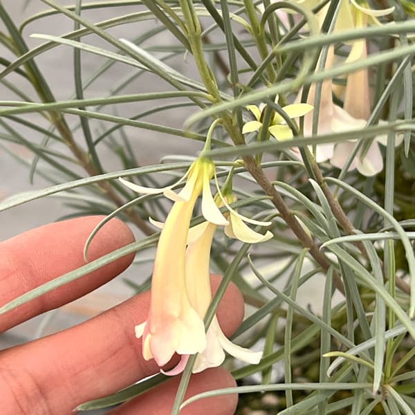 エレモフィラ：ホワイトトランペット6号鉢植え