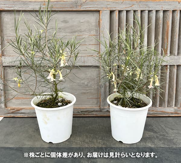 エレモフィラ：ホワイトトランペット6号鉢植え