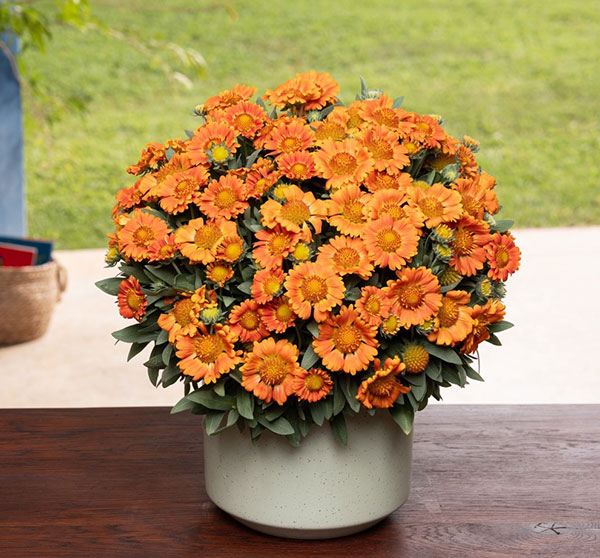 ガイラルディア：ガスト オレンジゼスト3.5号ポット