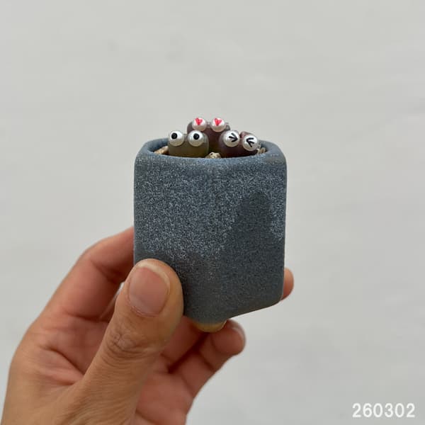 リトープス：リトープス星人　2号陶器鉢（ブルー）