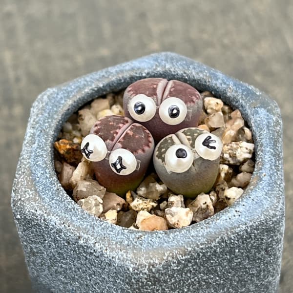 リトープス：リトープス星人　2号陶器鉢（ブルー）