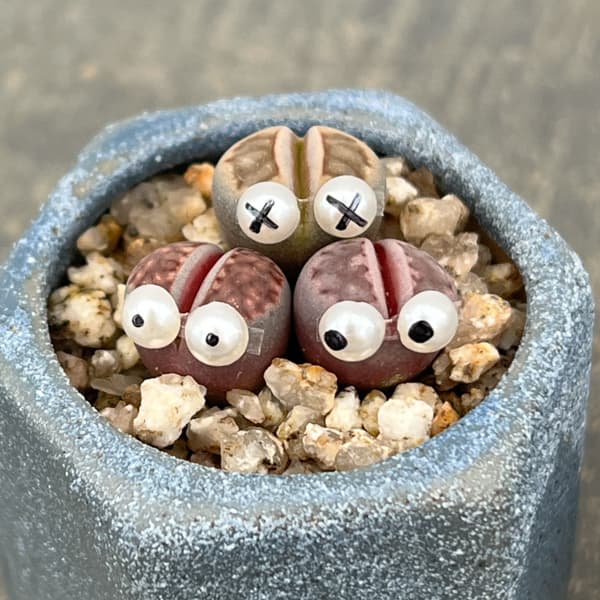 リトープス：リトープス星人　2号陶器鉢（ブルー）