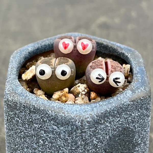 リトープス：リトープス星人　2号陶器鉢（ブルー）