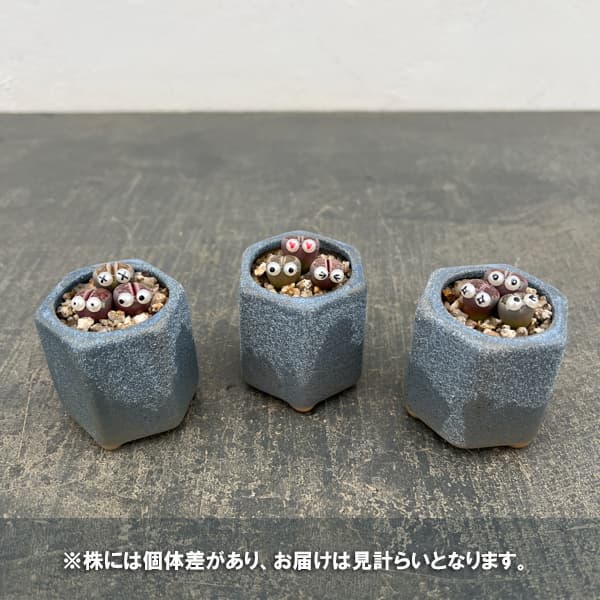 リトープス：リトープス星人　2号陶器鉢（ブルー）