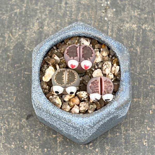 リトープス：リトープス星人　2号陶器鉢（ブルー）