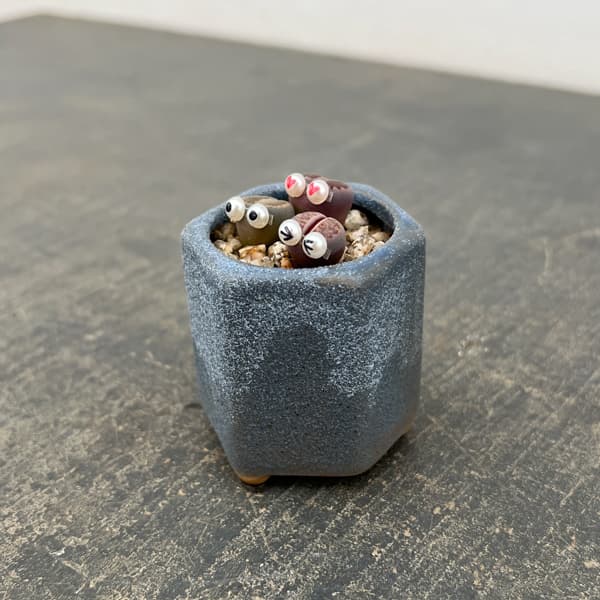 リトープス：リトープス星人　2号陶器鉢（ブルー）