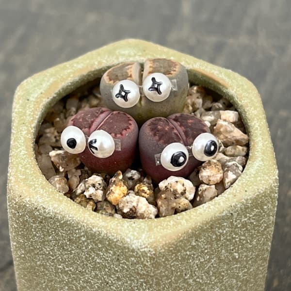 リトープス：リトープス星人　2号陶器鉢（グリーン）