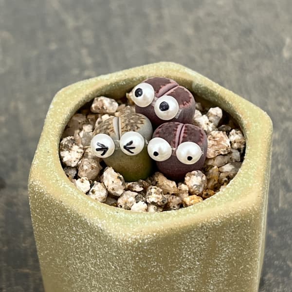 リトープス：リトープス星人　2号陶器鉢（グリーン）