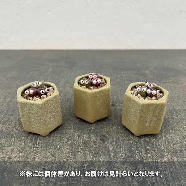 リトープス：リトープス星人　2号陶器鉢（グリーン）