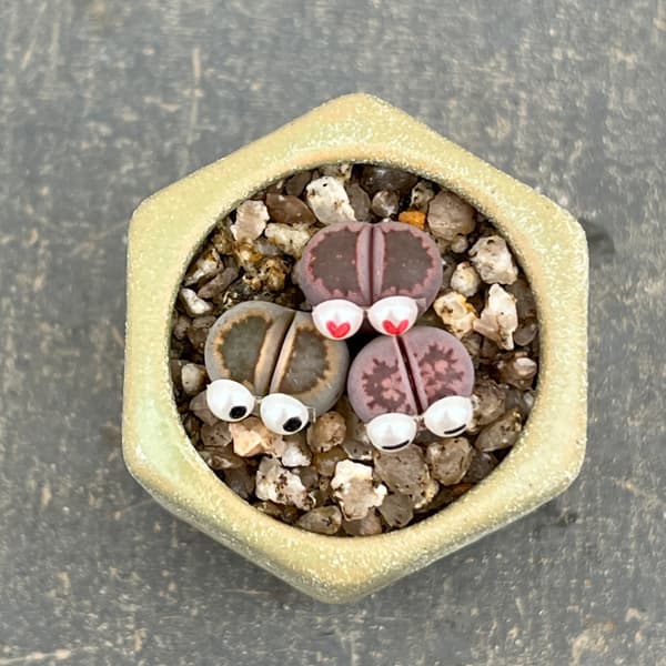 リトープス：リトープス星人　2号陶器鉢（グリーン）