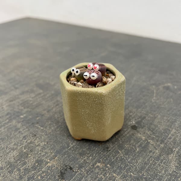 リトープス：リトープス星人　2号陶器鉢（グリーン）