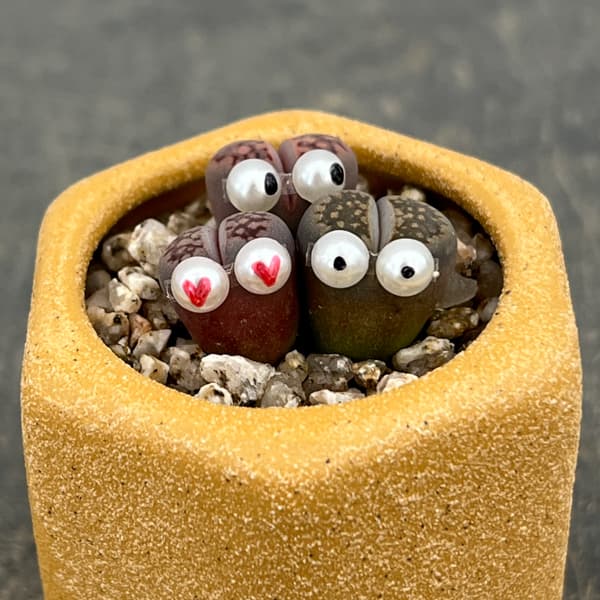 リトープス：リトープス星人　2号陶器鉢（イエロー）