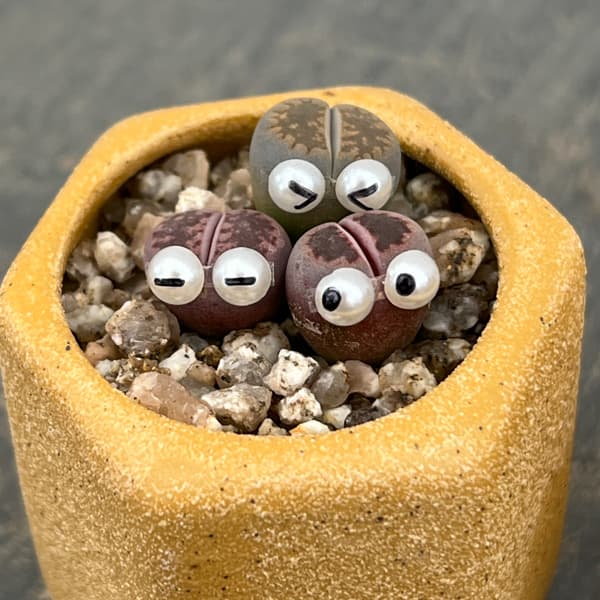 リトープス：リトープス星人　2号陶器鉢（イエロー）