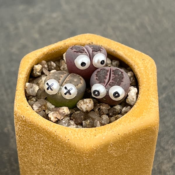 リトープス：リトープス星人　2号陶器鉢（イエロー）