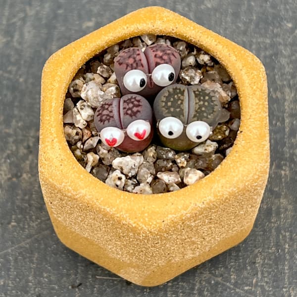 リトープス：リトープス星人　2号陶器鉢（イエロー）