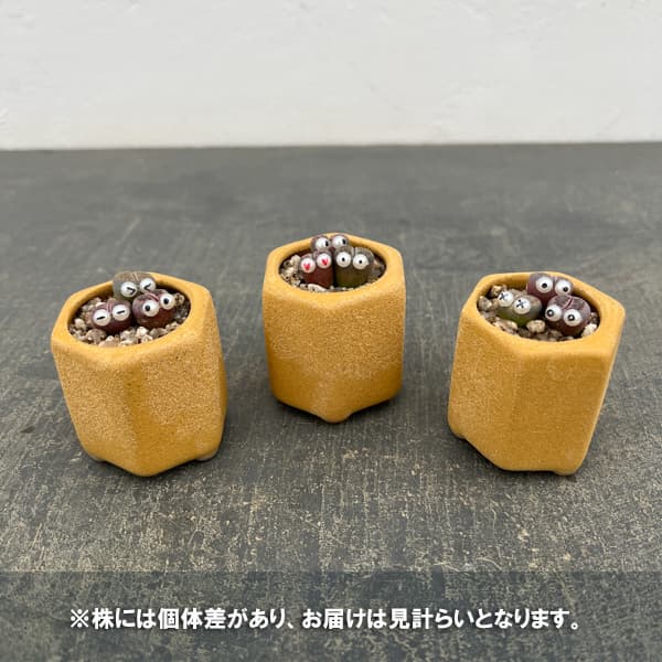 リトープス：リトープス星人　2号陶器鉢（イエロー）