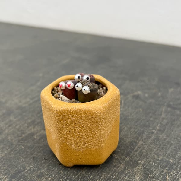 リトープス：リトープス星人　2号陶器鉢（イエロー）