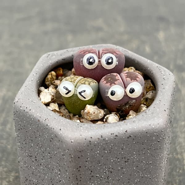 リトープス：リトープス星人　2号陶器鉢（グレー）