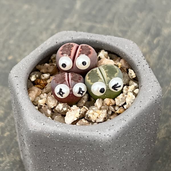 リトープス：リトープス星人　2号陶器鉢（グレー）