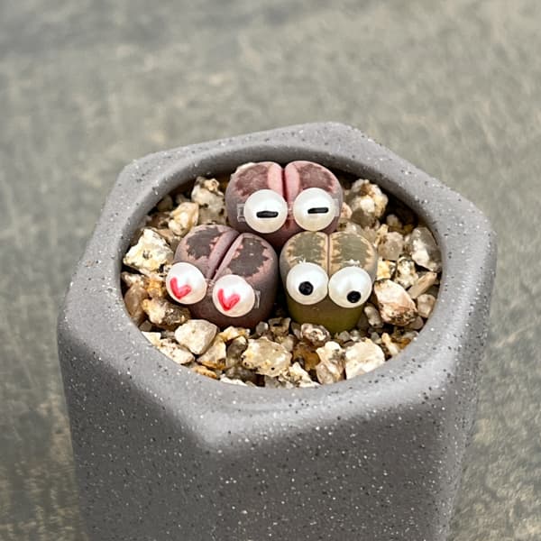 リトープス：リトープス星人　2号陶器鉢（グレー）