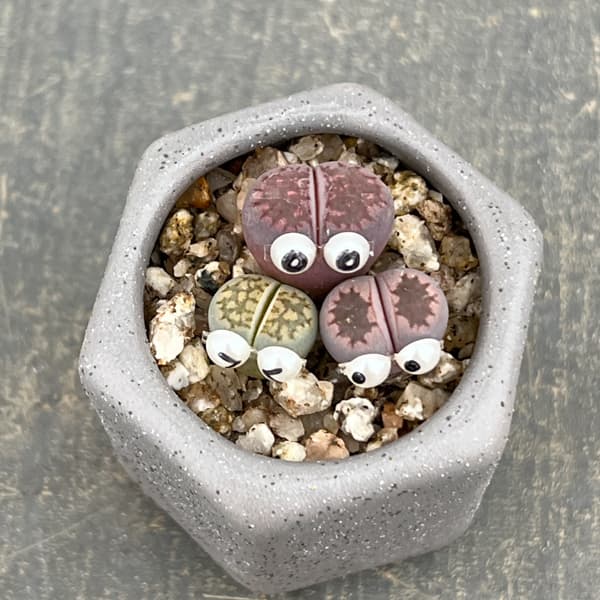 リトープス：リトープス星人　2号陶器鉢（グレー）