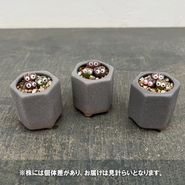 リトープス：リトープス星人　2号陶器鉢（グレー）
