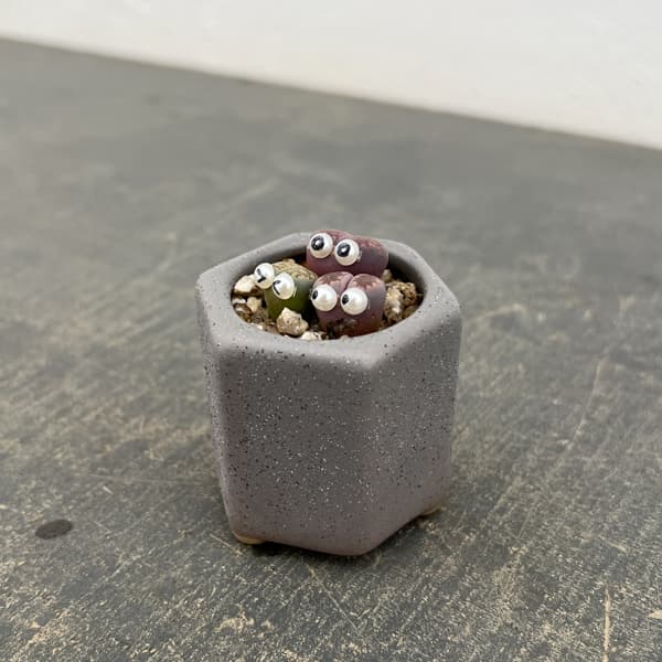 リトープス：リトープス星人　2号陶器鉢（グレー）