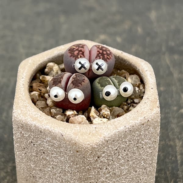 リトープス：リトープス星人　2号陶器鉢（ベージュ）