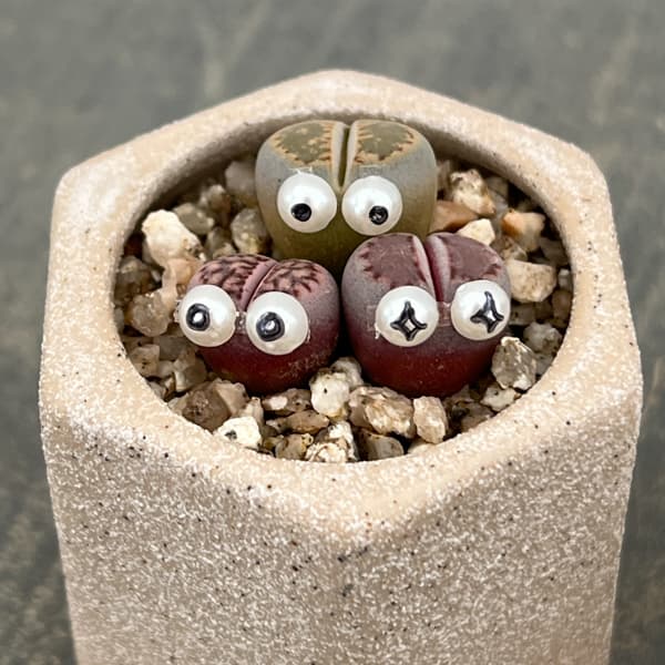 リトープス：リトープス星人　2号陶器鉢（ベージュ）