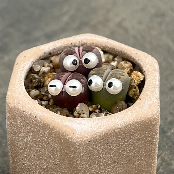 リトープス：リトープス星人　2号陶器鉢（ベージュ）