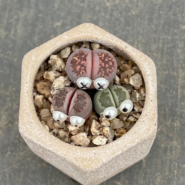 リトープス：リトープス星人　2号陶器鉢（ベージュ）