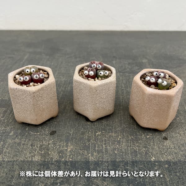 リトープス：リトープス星人　2号陶器鉢（ベージュ）