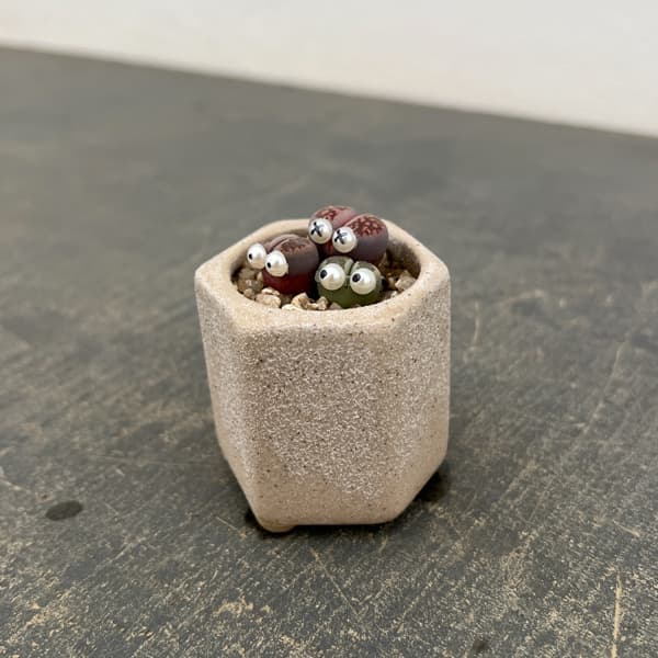 リトープス：リトープス星人　2号陶器鉢（ベージュ）