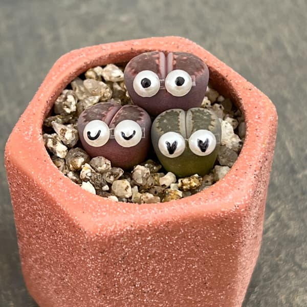 リトープス：リトープス星人　2号陶器鉢（ピンク）